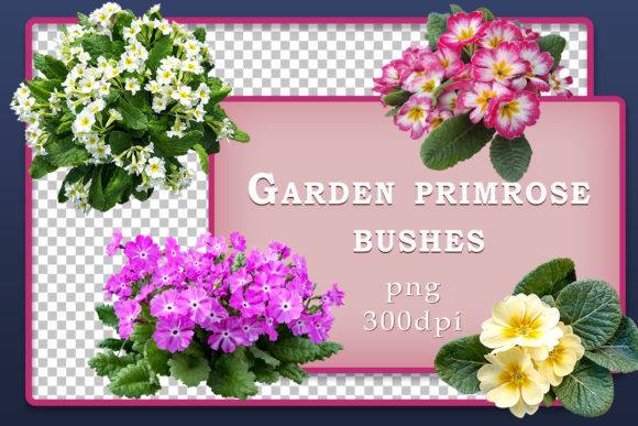 Flower Bushes Primrose Design Assets