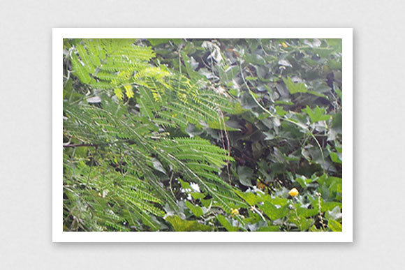 Strategic Visual Clarity: Leveraging Bushes and Spinach in Nature for Brand Positioning