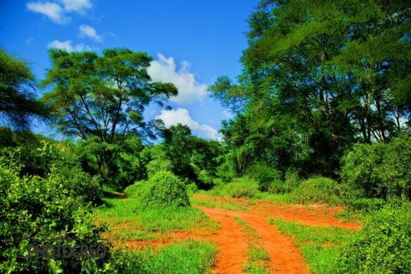 The Visual Power of the Red Dirt Road: Capturing the Essence of Tsavo West